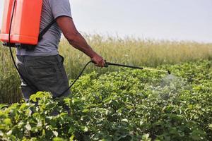 un contadino con un nebulizzatore tratta la piantagione di patate da parassiti e infezioni da funghi. utilizzare prodotti chimici in agricoltura. agricoltura e agroalimentare. lavorazione del raccolto. protezione e cura foto