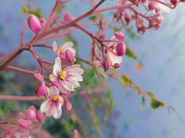 fiore che sboccia primaverile foto