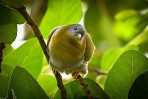 uccello seduto su un ramo nella foresta foto
