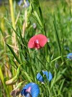 fiore che sboccia primaverile foto