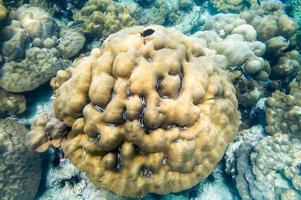 grande colonia di barriera corallina con pesci nel mare delle labbra foto