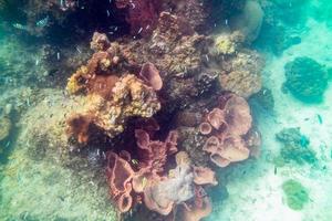 vita subacquea colorata folla di pesci della barriera corallina foto