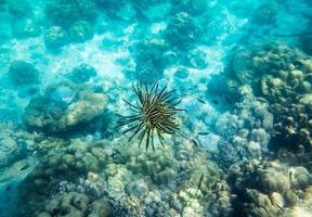 anemone barriera corallina giallo nero sott'acqua foto