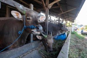 le mucche della fattoria vengono nutrite con erba e saranno sacrificate durante la festa musulmana di eid al-adha per prendere la loro carne e il latte di mucca. foto
