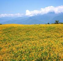 bella fattoria di fiori di giglio arancione sulla montagna di liushidan sessanta montagne rocciose con cielo blu e nuvole a taiwan hualien fuli, primo piano, spazio di copia foto