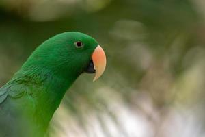 pappagallo verde appendere e stare sul ramo nella foresta bokeh sfocatura dello sfondo. foto