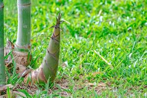 germogli di bambù nel parco giardino con sfocatura dello sfondo dell'erba. foto