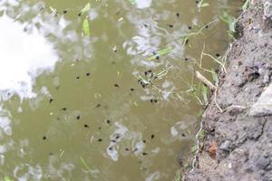 molti girini nuotano nella palude dietro una casa asiatica con giardino. foto