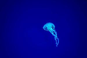 le meduse nuotano e brillano nell'acqua blu scuro. foto