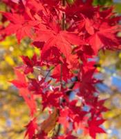 belle foglie d'acero in una giornata di sole autunnale in primo piano e sfondo sfocato a kyushu, in giappone. nessuna persona, primo piano, copia spazio, ripresa macro. foto