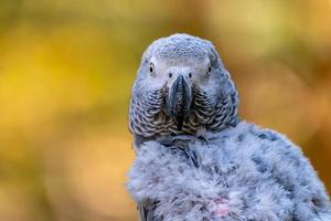 il pappagallo grigio africano con la coda rossa si appende al ramo nella foresta foto