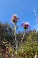 cardo in sardegna foto