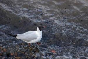 gabbiano comune che guada il fiume Tamigi foto