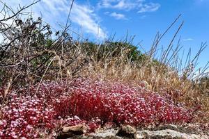 sassifraga rossa in Sardegna foto