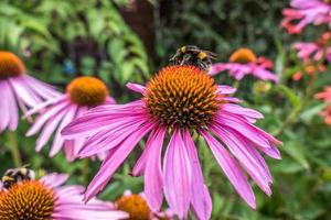 ape su un fiore rosa di echinacea foto