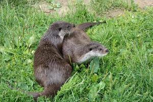 lontra eurasiatica nell'erba foto