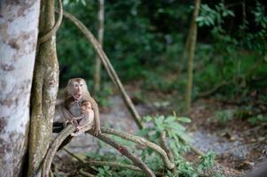 scimmie e scimmie nella foresta fertile foto