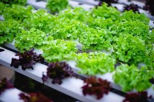 orto biologico di insalata di verdure foto
