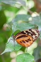 grande farfalla tigre che riposa su una gamba foto