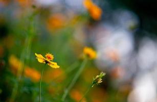 fiori gialli in un bellissimo giardino fiorito, primo piano con bokeh foto