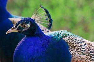 elegante pavone di uccelli blu e verdi sullo sfondo della natura foto