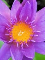 loto in fiore, porpora rosato con stami gialli è un bel fiore, macro. foto