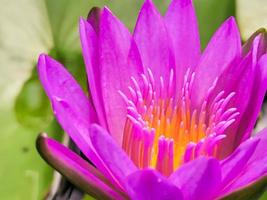 loto in fiore, porpora rosato con stami gialli è un bel fiore, macro. foto