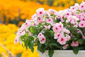 i fiori di vinca rosea sbocciano nel giardino foto