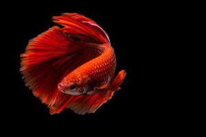 pesce betta rosso, pesce combattente siamese su sfondo nero foto