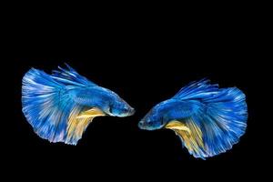 pesce betta blu e giallo, pesce combattente siamese su sfondo nero foto