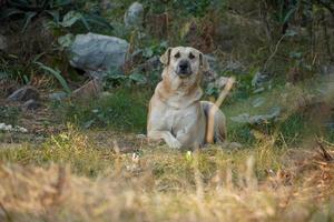 cane da solo seduto felicemente strada di immagini di cani foto