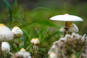 bella immagine di funghi nel parco foto