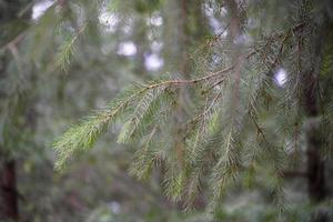 foglia di un albero vicino verde foto