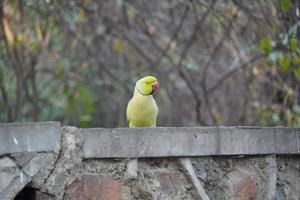 simpatico pappagallo verde seduto sul muro foto
