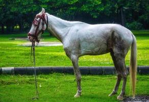 immagine di cavallo nel parco con sfondo verde foto