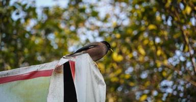 il myna comune è un uccello della famiglia degli sturnidae foto