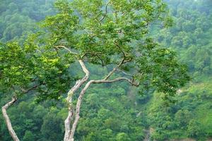 vista dell'immagine dell'albero focalizzata sulla trincea profonda dall'immagine del cielo foto