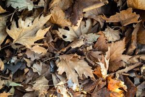 cucciolata di foglie appassite in autunno foto