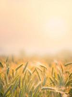 campo di grano dorato con sfocatura dello sfondo naturale del tramonto. foto