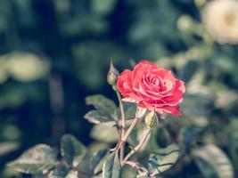 rosa rossa, immagine in stile vintage foto