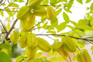 bellissimo frutto giallo carambole sull'albero. foto