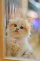 simpatico gattino scozzese arancione con una bella pelliccia. foto