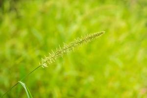 piccolo fiore di erba con sfondo sfocato foto