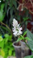 celosia argentea l. singoli fiori bianchi nel giardino del mattino. foto