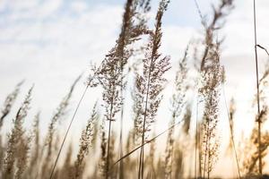 pannocchie di erba secca della pampa contro il cielo. natura, canne selvatiche decorative, ecologia foto