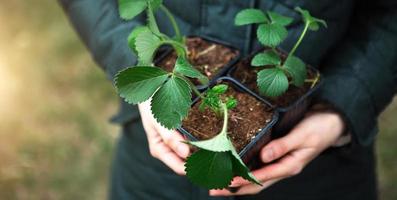 piantine di fragole in vaso nelle mani di un contadino, pronte per essere piantate in giardino. preparazione per la semina, coltivazione di bacche naturali nel letto del giardino. tempo di primavera foto