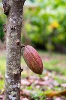 frutto di cacao su un albero di cacao nella fattoria della foresta pluviale tropicale. foto