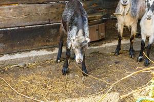 bestiame moderno. capra carina che si rilassa nel cortile della fattoria nei giorni estivi. capre domestiche al pascolo e masticare, sfondo di campagna. capra in fattoria ecologica naturale che cresce per dare formaggio al latte foto