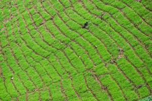 lo strato verde della natura nel campo di coltivazione nel nord della Thailandia. foto