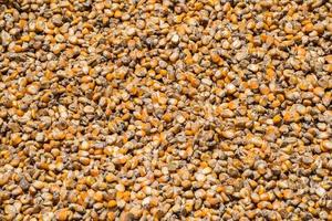 sfondo di semi di mais. i chicchi di mais o semi di mais sono usati per fare popcorn, nutrire gli animali e produrre etanolo, tra gli altri usi. foto